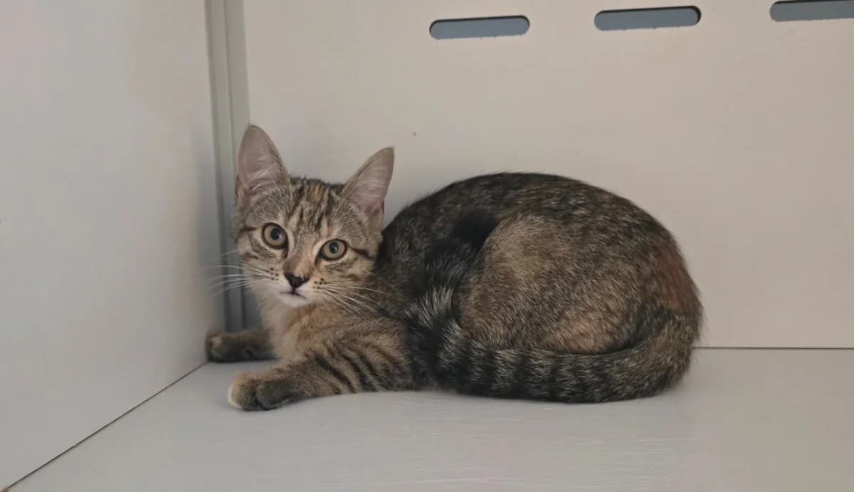 Corail, Mixed Breed (SPA Vichy (Brugheas))