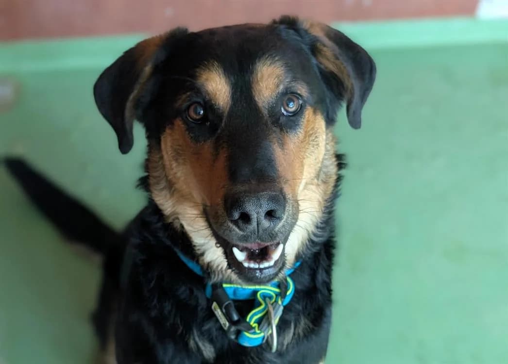 GIO, male Mixed Breed for adoption at SPA Vichy (Brugheas), Vichy