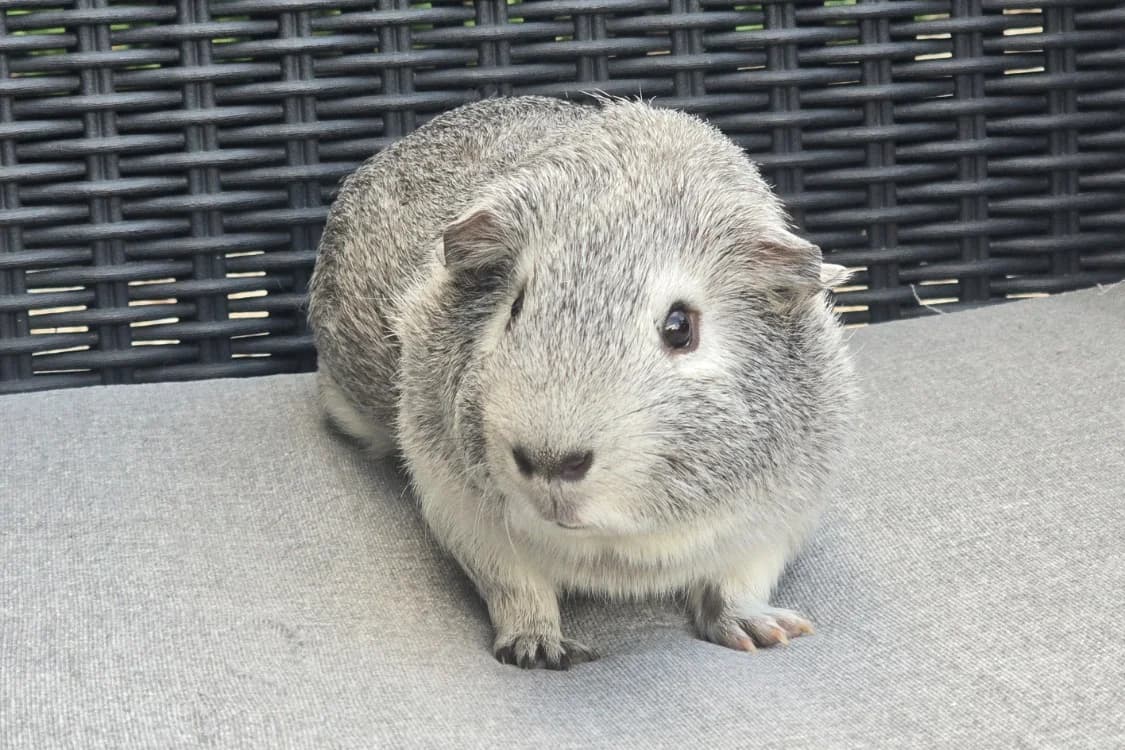 AÏKO, male young Mixed Breed for adoption at SPA Vichy (Brugheas), Vichy
