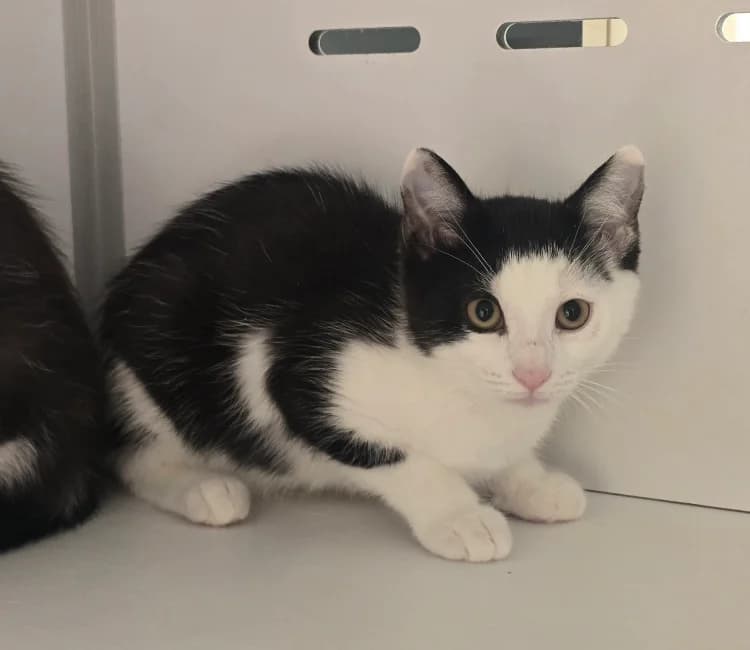 SPRITZ, female Mixed Breed for adoption at SPA Vichy (Brugheas), Vichy