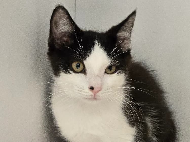 PEPS, male Mixed Breed for adoption at SPA Vichy (Brugheas), Vichy