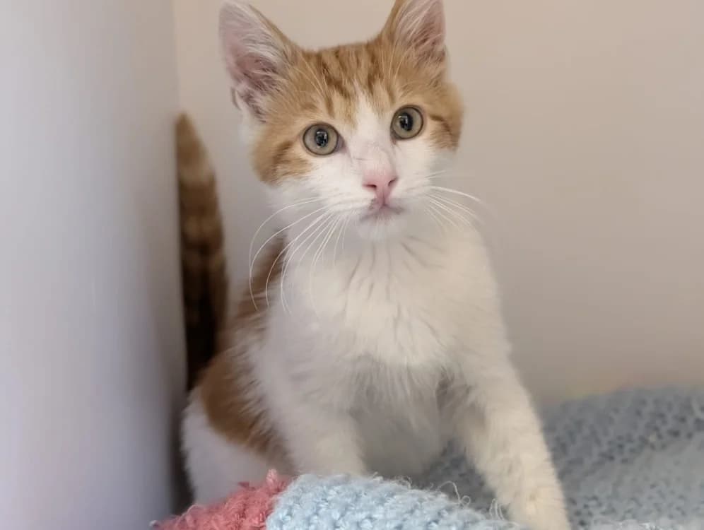 BRIOCHIN, male Mixed Breed for adoption at SPA Vichy (Brugheas), Vichy