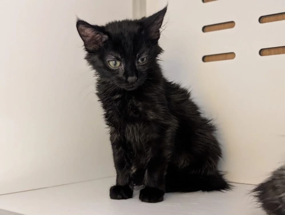 PLUM, male Mixed Breed for adoption at SPA Vichy (Brugheas), Vichy