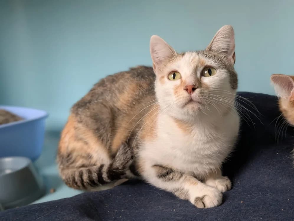 MALINE, female Mixed Breed for adoption at SPA Vichy (Brugheas), Vichy