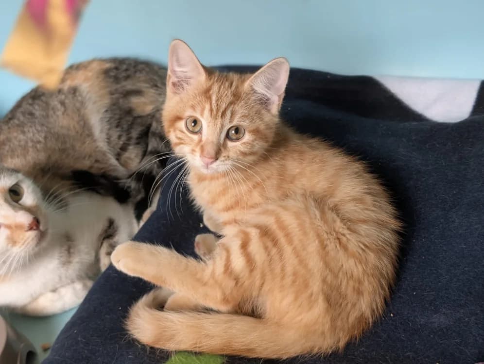 PHOENIX, male Mixed Breed for adoption at SPA Vichy (Brugheas), Vichy