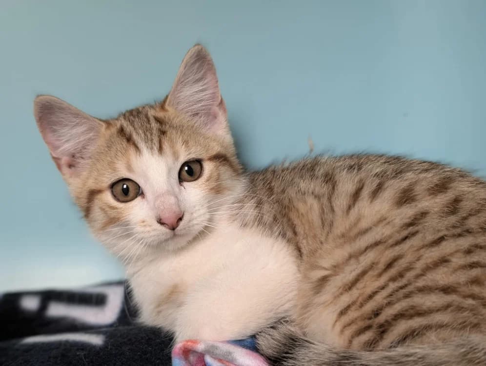 BINKA, female Mixed Breed for adoption at SPA Vichy (Brugheas), Vichy