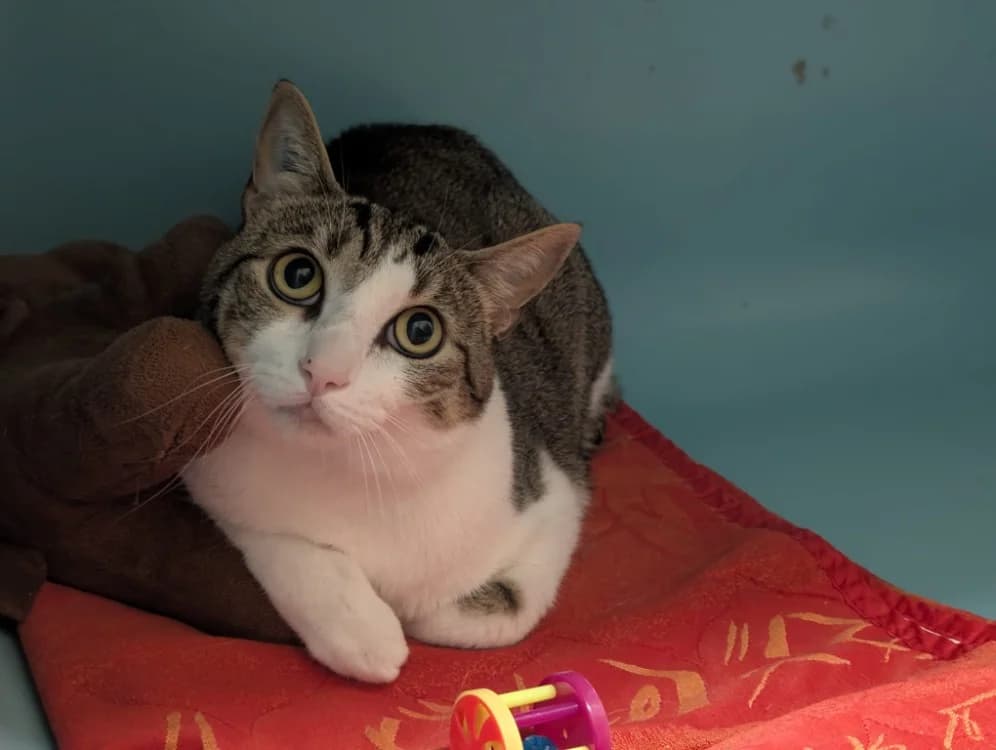 SULLY, male 5yo Mixed Breed for adoption at SPA Vichy (Brugheas), Vichy