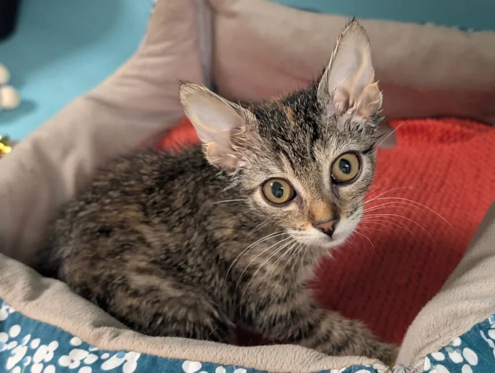 NOUR, female Mixed Breed for adoption at SPA Vichy (Brugheas), Vichy