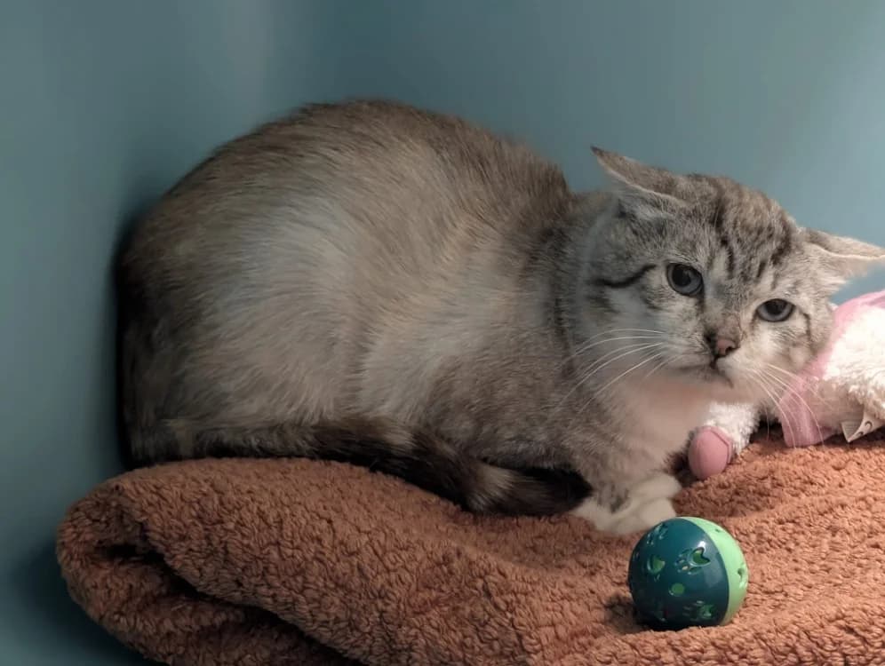 MERLIN, male 7yo Mixed Breed for adoption at SPA Vichy (Brugheas), Vichy