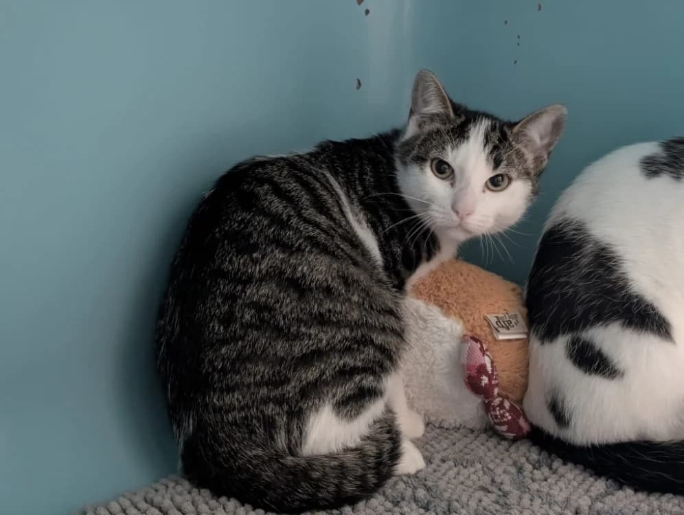 BUZZ, male mixed breed for adoption at SPA Vichy (Brugheas), Vichy