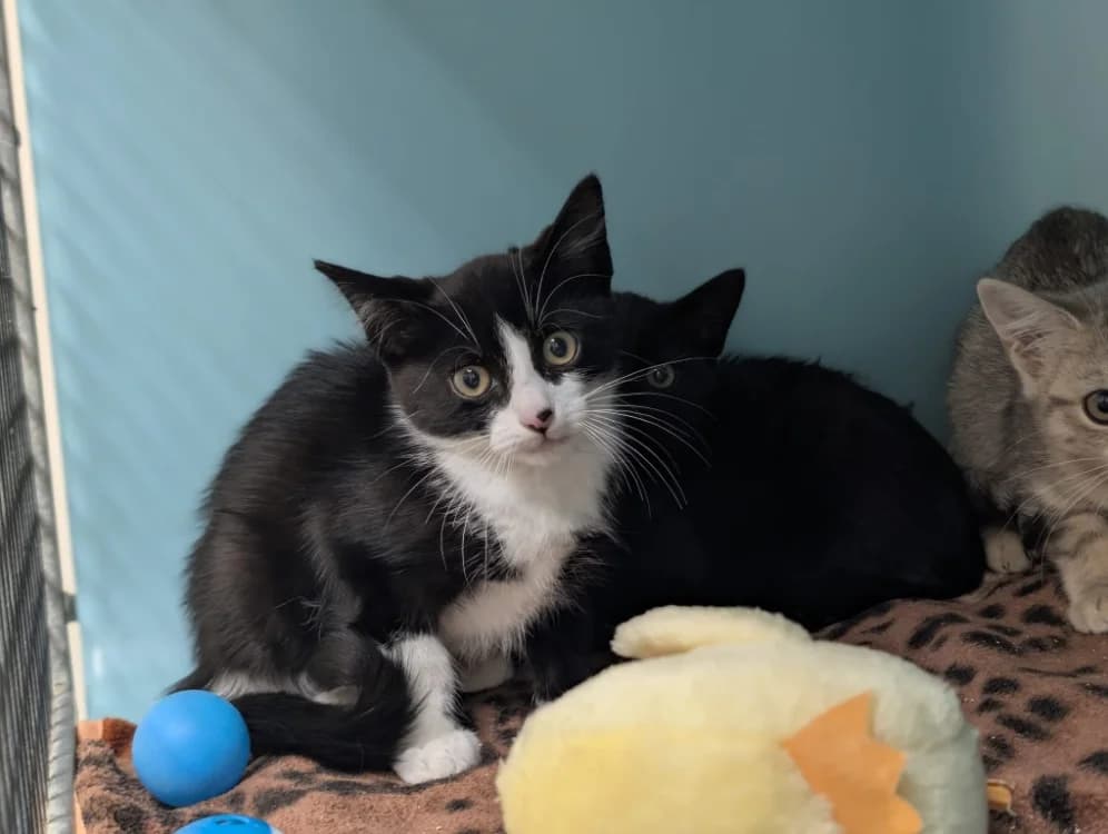 SHOGUN, male Mixed Breed for adoption at SPA Vichy (Brugheas), Vichy