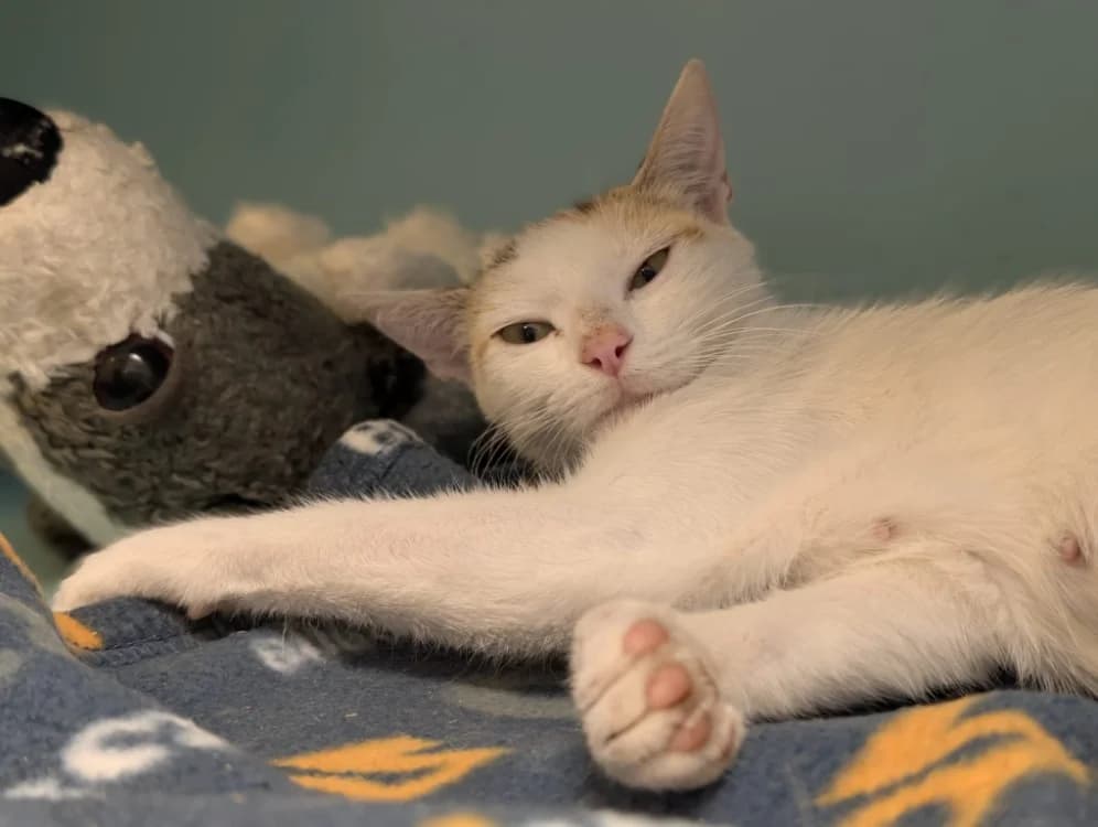 MOSAÏQUE, female Mixed Breed for adoption at SPA Vichy (Brugheas), Vichy