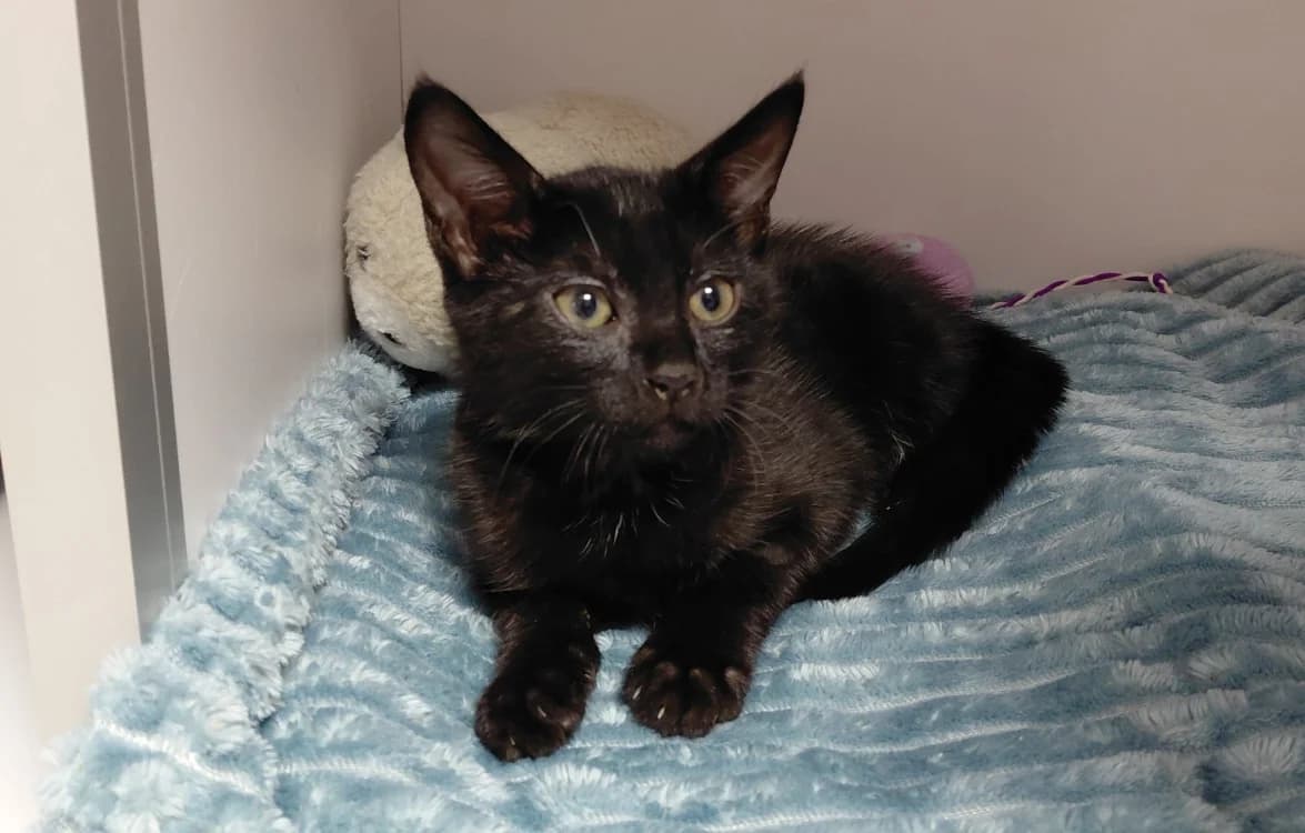 Mia, female mixed breed for adoption at SPA Vichy (Brugheas), Vichy