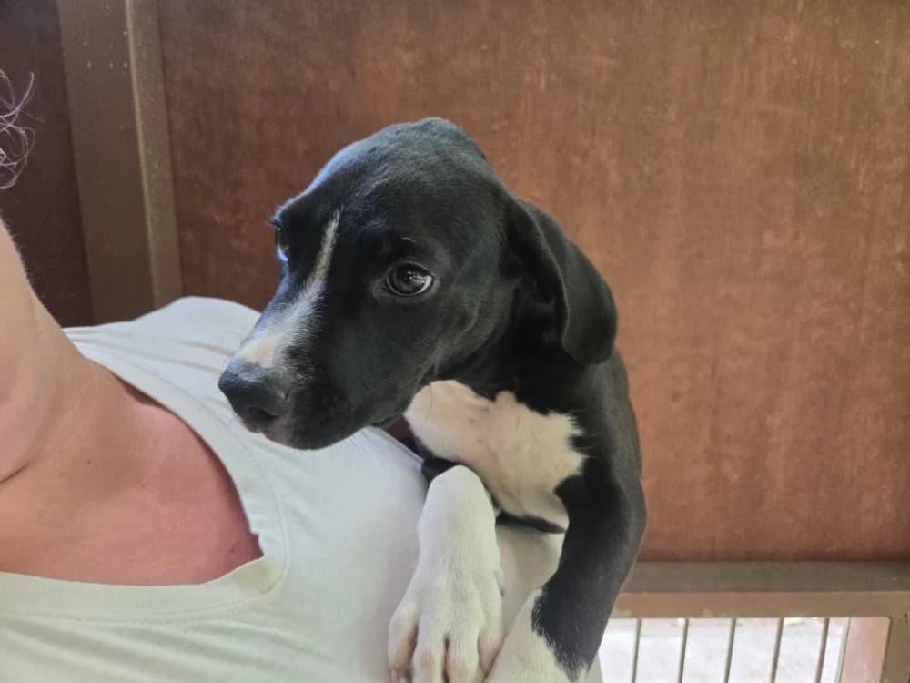 KOFI, male puppy Labrador Retriever for adoption at SPA Vichy (Brugheas), Vichy