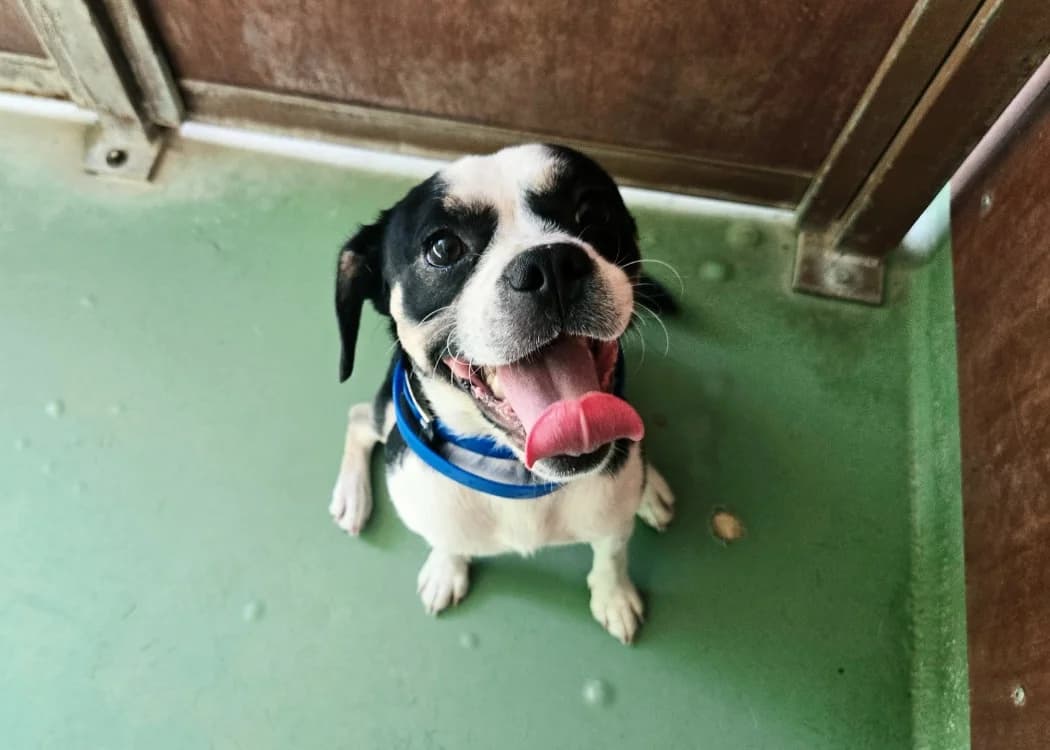 KINAI, male young American Bully for adoption at SPA Vichy (Brugheas), Vichy