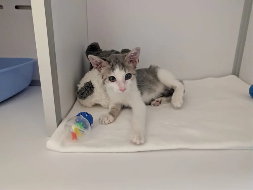 RAY BAN, female Mixed Breed for adoption at SPA Vichy (Brugheas), Vichy