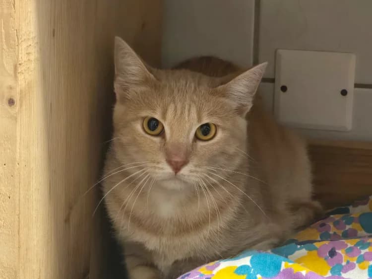 PHYSALIS, male Mixed Breed for adoption at SPA Vichy (Brugheas), Vichy
