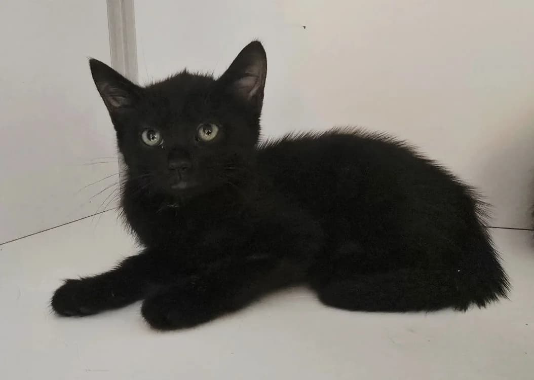 ANASTASIA, female puppy mixed breed for adoption at SPA Vichy (Brugheas), Vichy