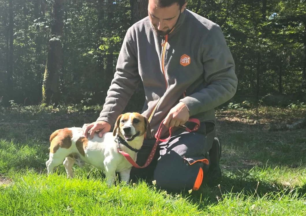 FLAMBY, male young mixed breed for adoption at SPA Vichy (Brugheas), Vichy