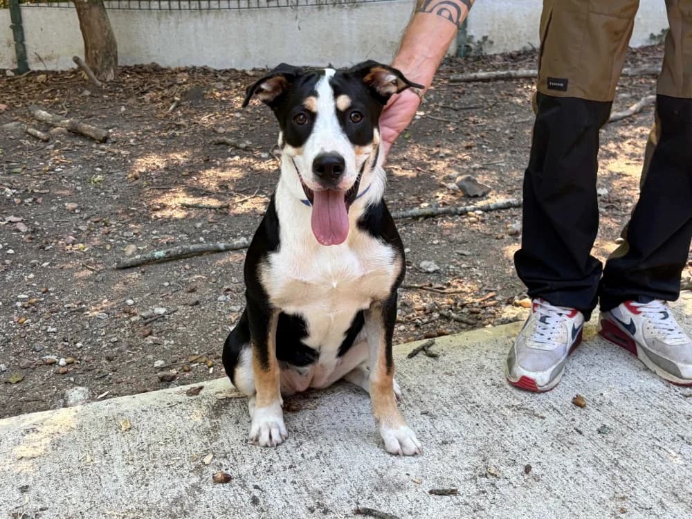 BAHIA, female mixed breed for adoption at SPA Vichy (Brugheas), Vichy