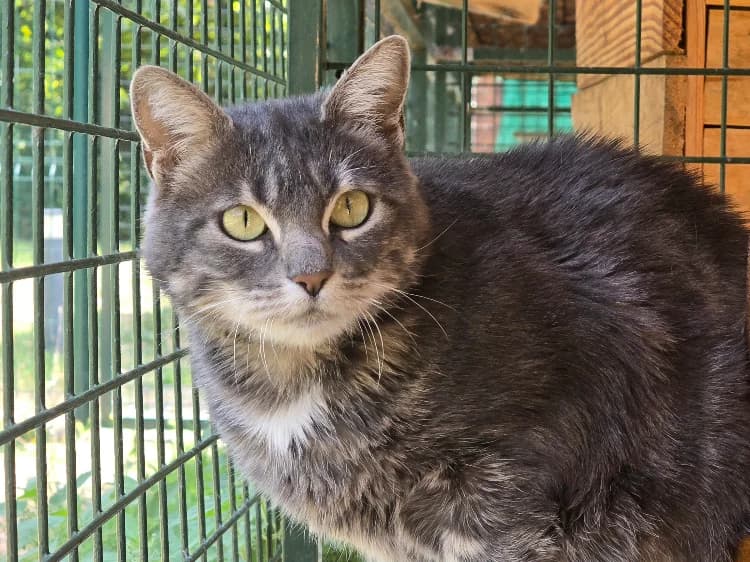 GRIBOUILLE, female 5yo Mixed Breed for adoption at SPA Vichy (Brugheas), Vichy