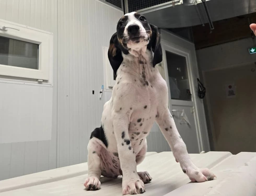 CASSIS, male Mixed Breed for adoption at SPA Vichy (Brugheas), Vichy