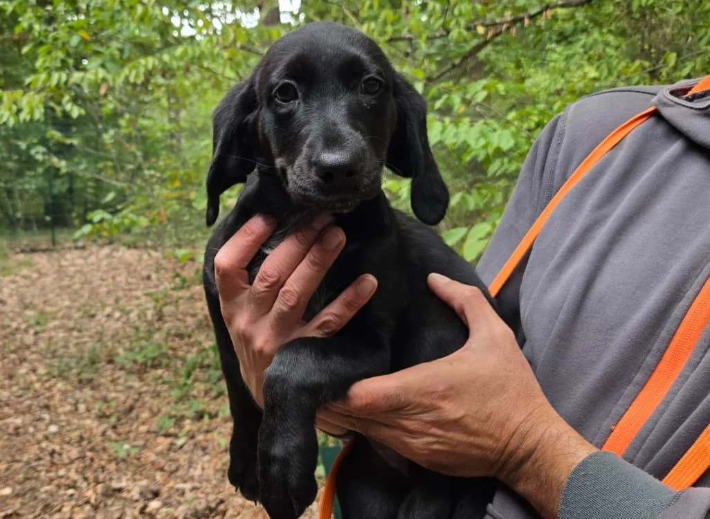 BIGOUDI, female Mixed Breed for adoption at SPA Vichy (Brugheas), Vichy
