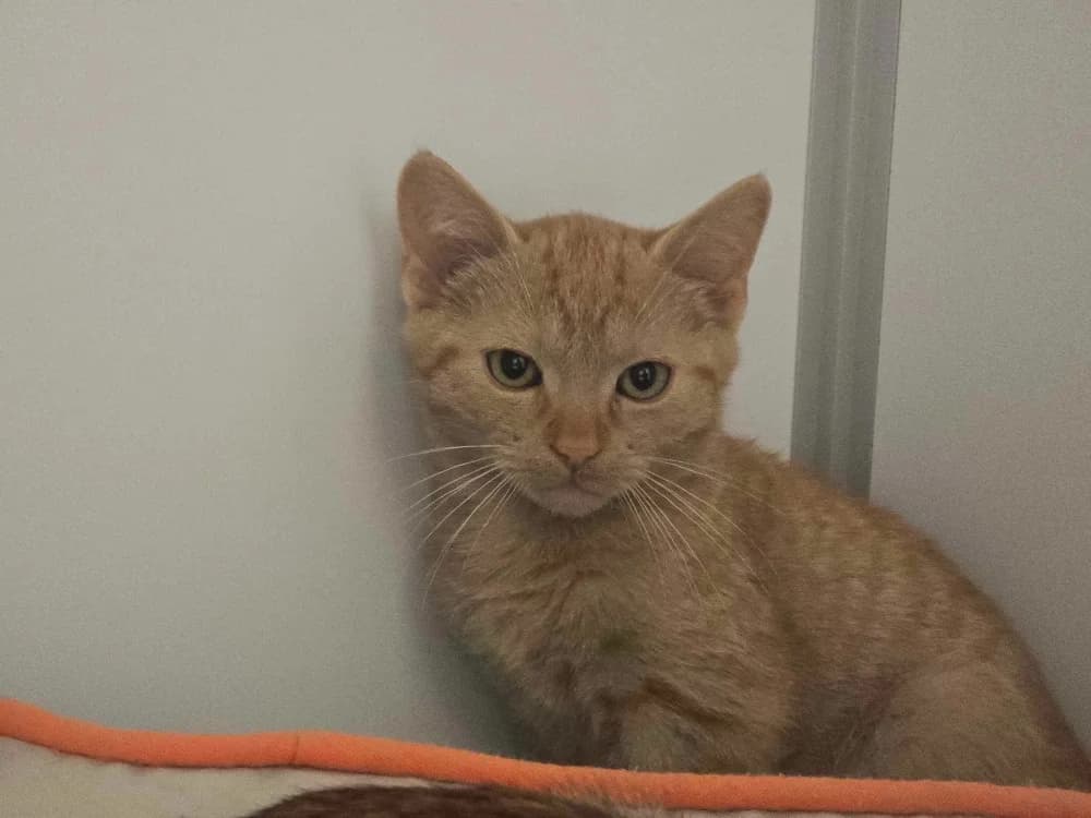PEANUT, male Mixed Breed for adoption at SPA Vichy (Brugheas), Vichy