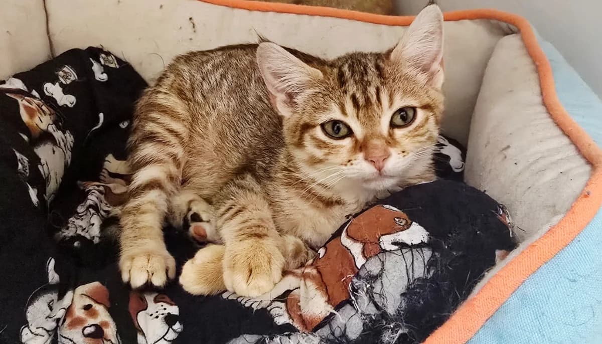 JELLY, female Mixed Breed for adoption at SPA Vichy (Brugheas), Vichy