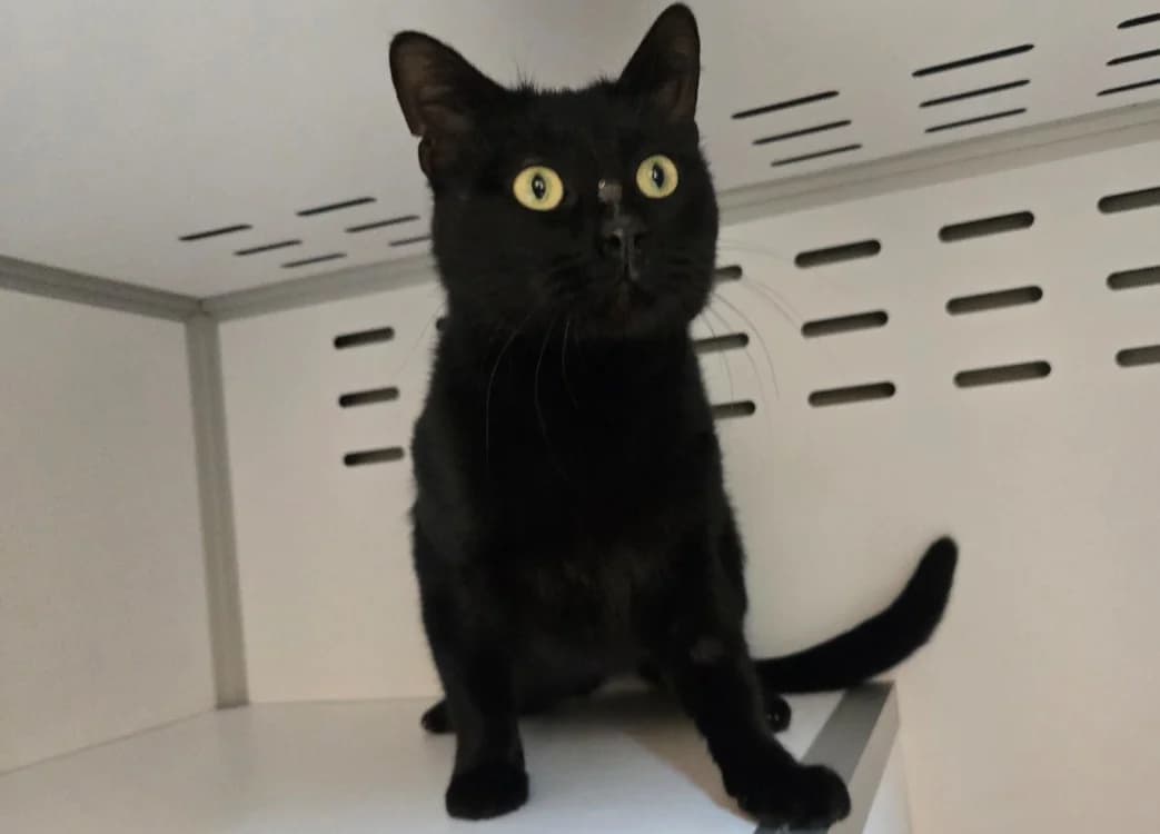 Gary, male young Mixed Breed for adoption at SPA Vichy (Brugheas), Vichy