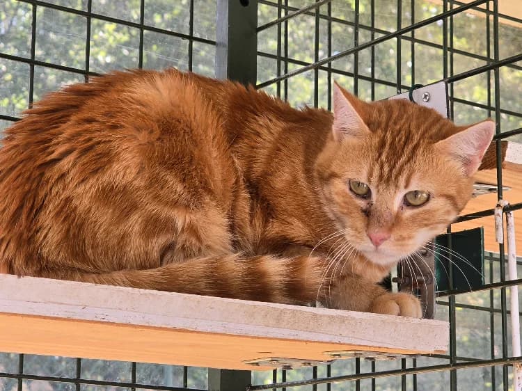 Nugget, male 3yo Mixed Breed for adoption at SPA Vichy (Brugheas), Vichy