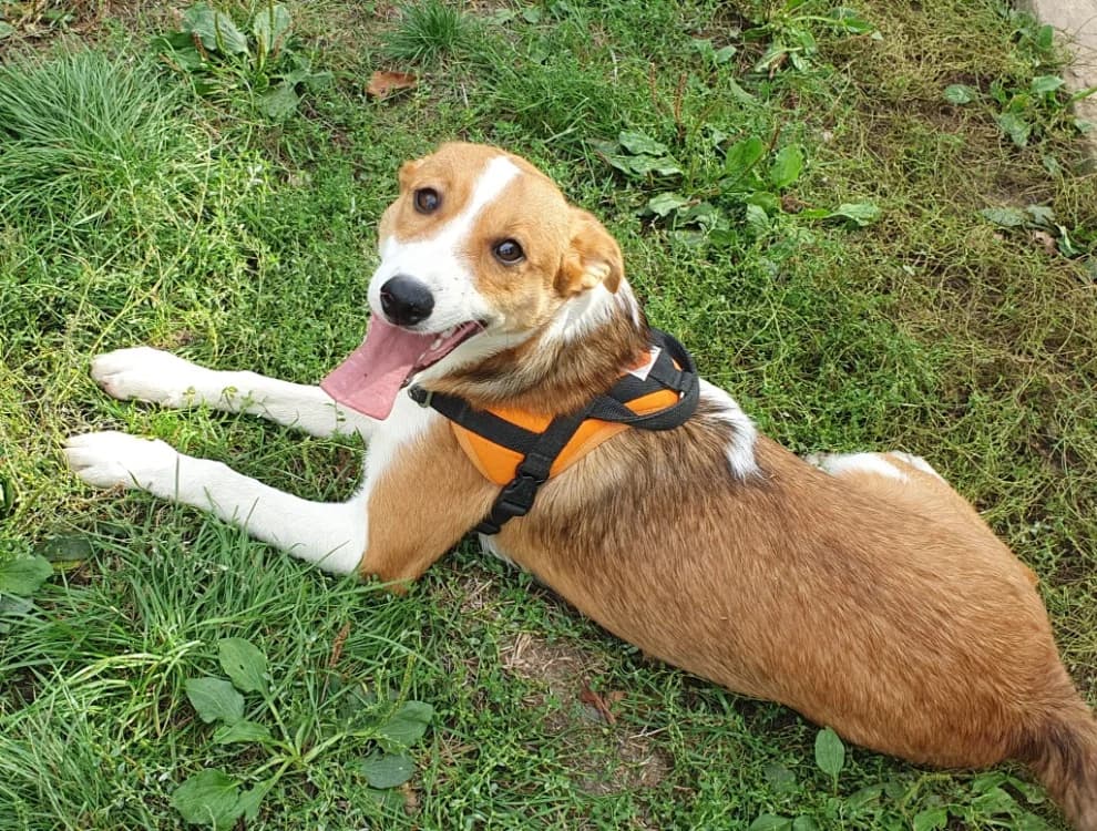 VOXAN, male Mixed Breed for adoption at SPA Vichy (Brugheas), Vichy