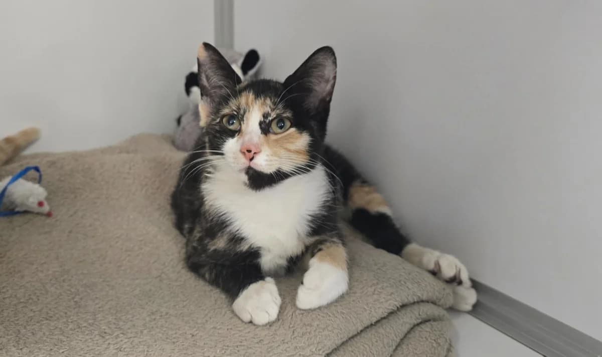 AMBRE, female Mixed Breed for adoption at SPA Vichy (Brugheas), Vichy