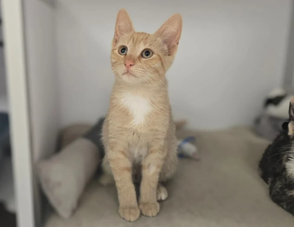 MIELY, female Mixed Breed for adoption at SPA Vichy (Brugheas), Vichy