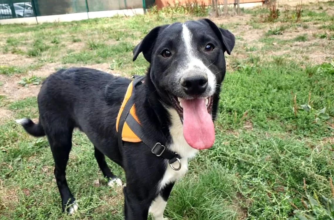 HARLEY, male Mixed Breed for adoption at SPA Vichy (Brugheas), Vichy