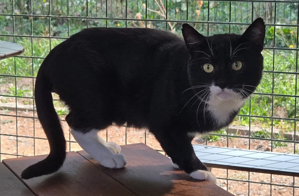 CASSIUS, male senior Mixed Breed for adoption at SPA Vichy (Brugheas), Vichy