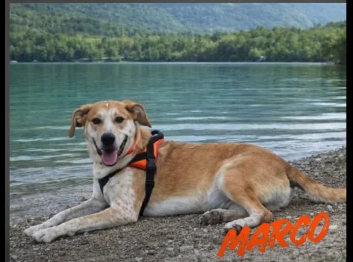 Marco, male senior Mixed Breed for adoption at SPA Vichy (Brugheas), Vichy