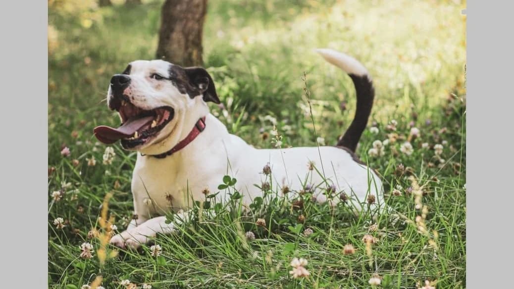 Branco, male 6yo Mixed Breed for adoption at SPA Vichy (Brugheas), Vichy