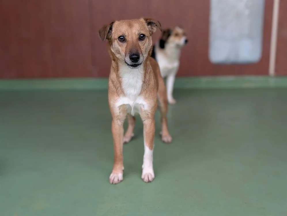 YAMA, female young Mixed Breed for adoption at SPA Vichy (Brugheas), Vichy