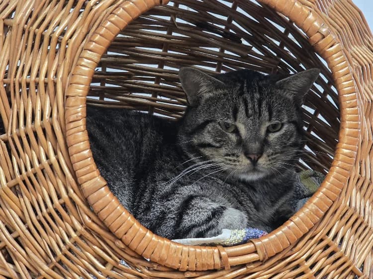 ARAKIRI, male 6yo Mixed Breed for adoption at SPA Vichy (Brugheas), Vichy