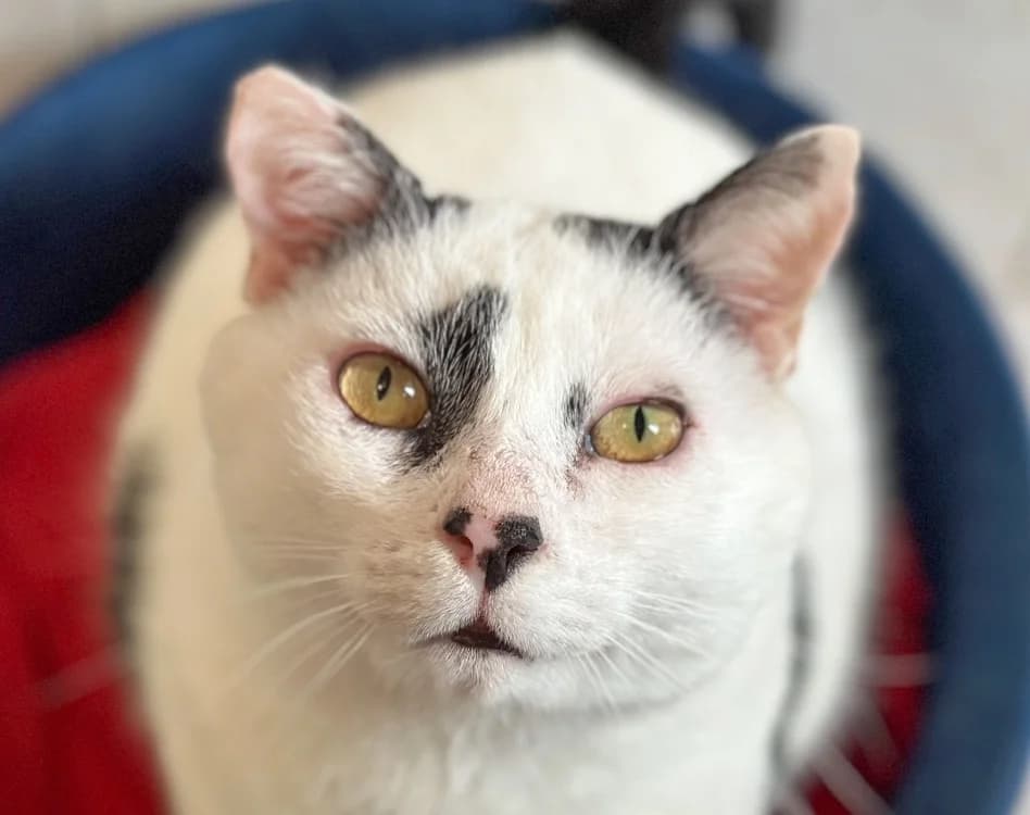 ARLEQUIN, male 6yo mixed breed for adoption at SPA Vitré, Vitre