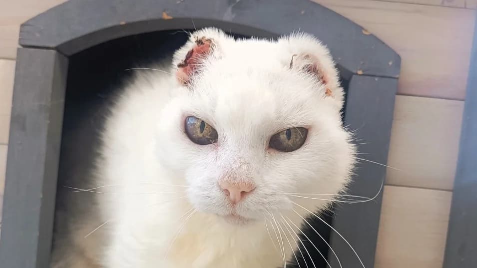 AYKA, female senior mixed breed for adoption at SPA Vitré, Vitre