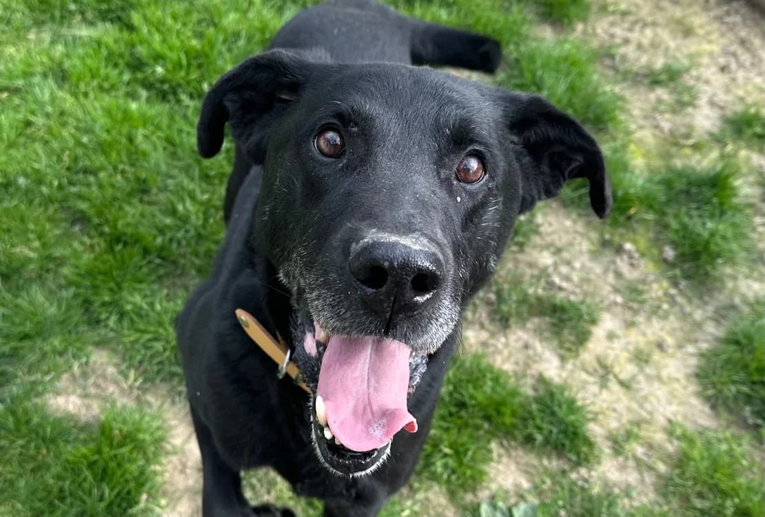 JOE, male senior Labrador Retriever for adoption at SPA Vitré, Vitre