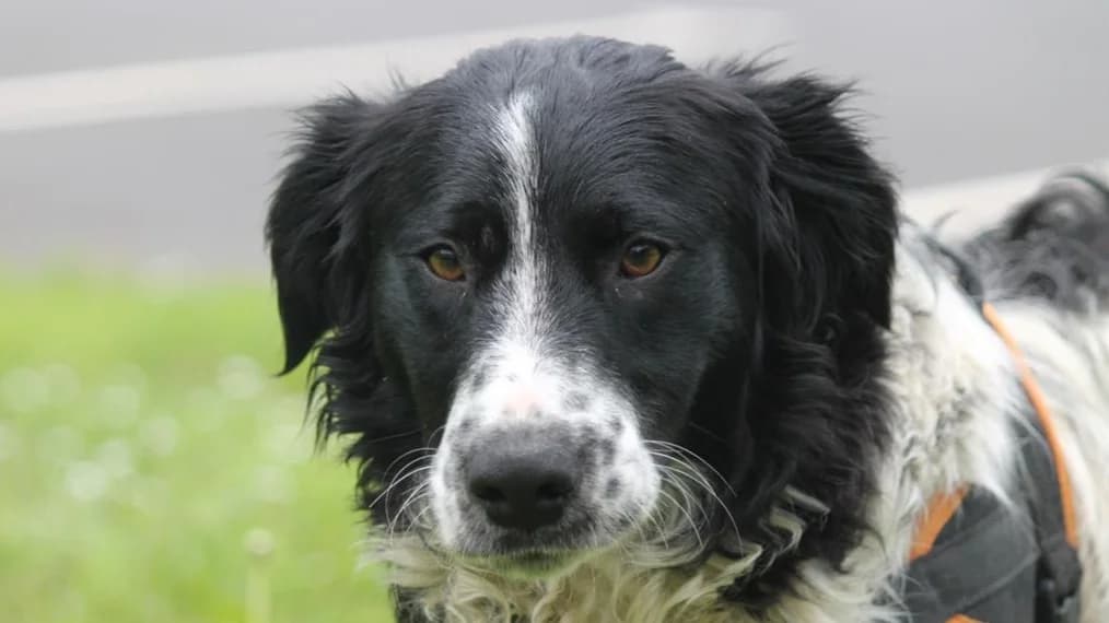DICAPRIO, male mixed breed for adoption at SPA Vitré, Vitre