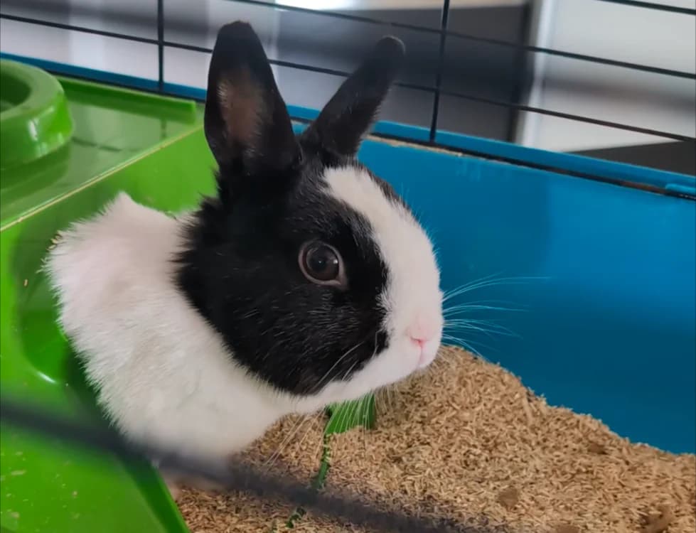 JOYCE, female young mixed breed for adoption at SPA Vitré, Vitre