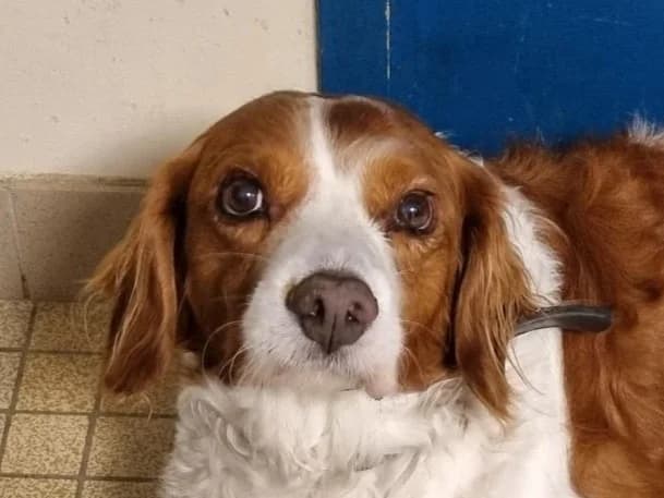 KOVOU, male senior Brittany Spaniel for adoption at SPA Vitré, Vitre
