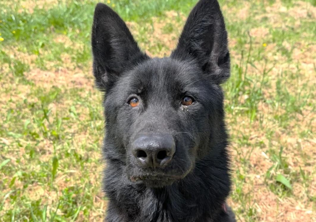 ULINE, female 3yo German Shepherd for adoption at SPA Vitré, Vitre
