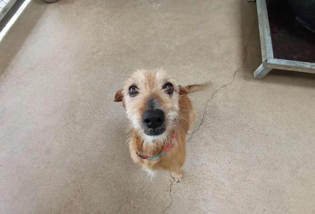 MUSCA, male senior Dachshund for adoption at SPA Vitré, Vitre