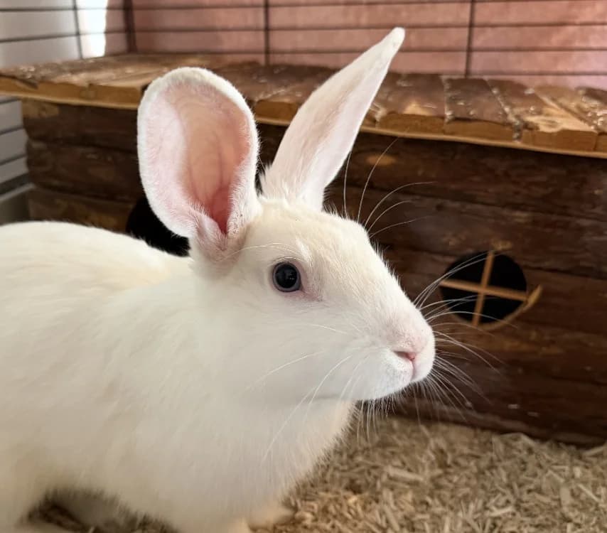 BUNNY, male young mixed breed for adoption at SPA Vitré, Vitre