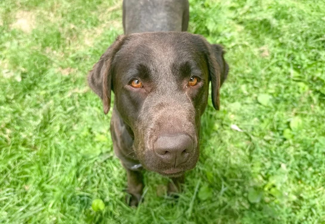 UNIQUE, female young Labrador Retriever for adoption at SPA Vitré, Vitre